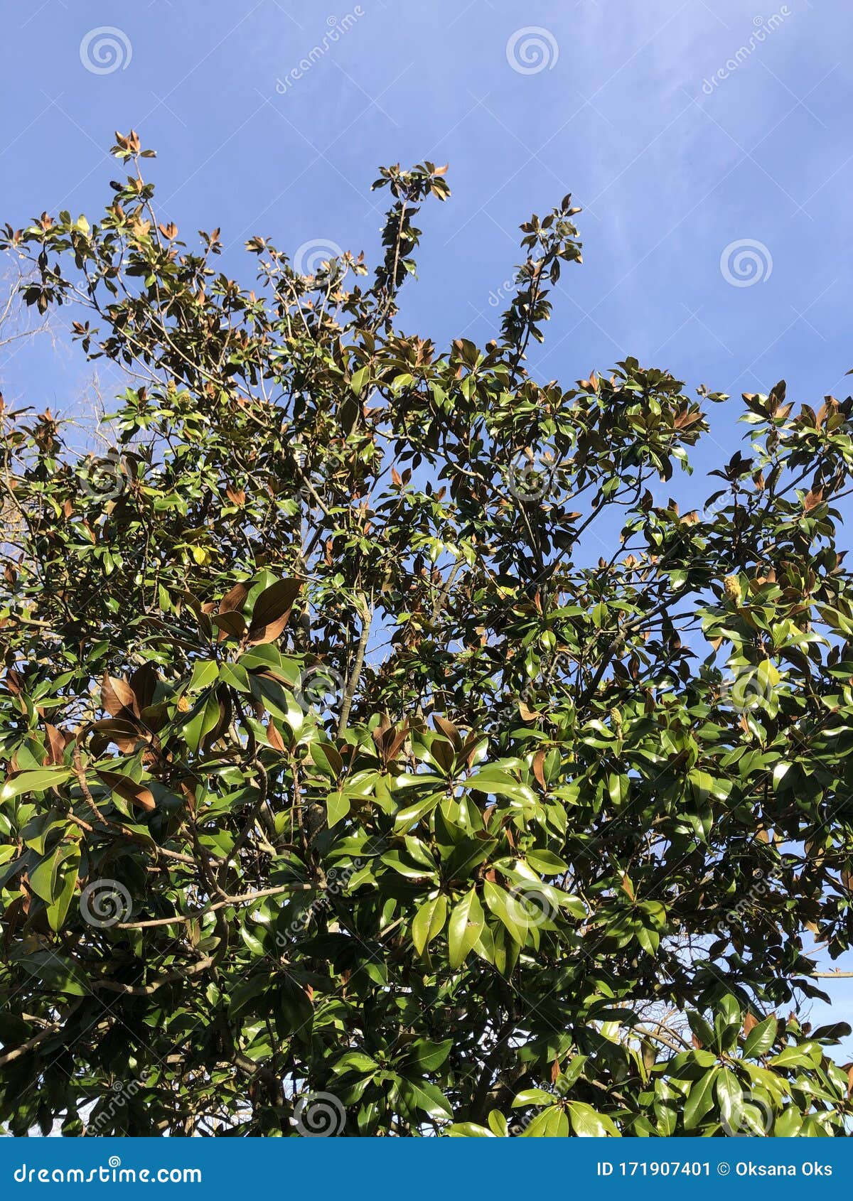 nice leaves on the tree in the beautiful sunny day